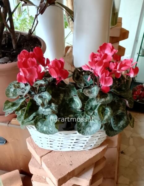 Cesto bianco con piante di ciclamini.