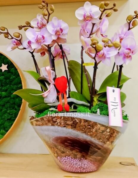 Orchidea Phalaenopsis